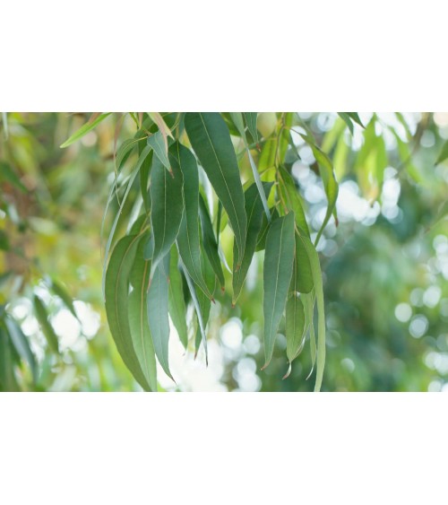 Eucalyptus radiata bio