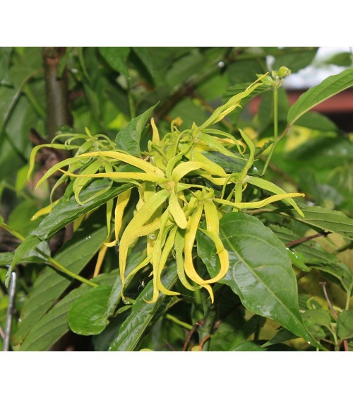 Ylang-ylang complète bio