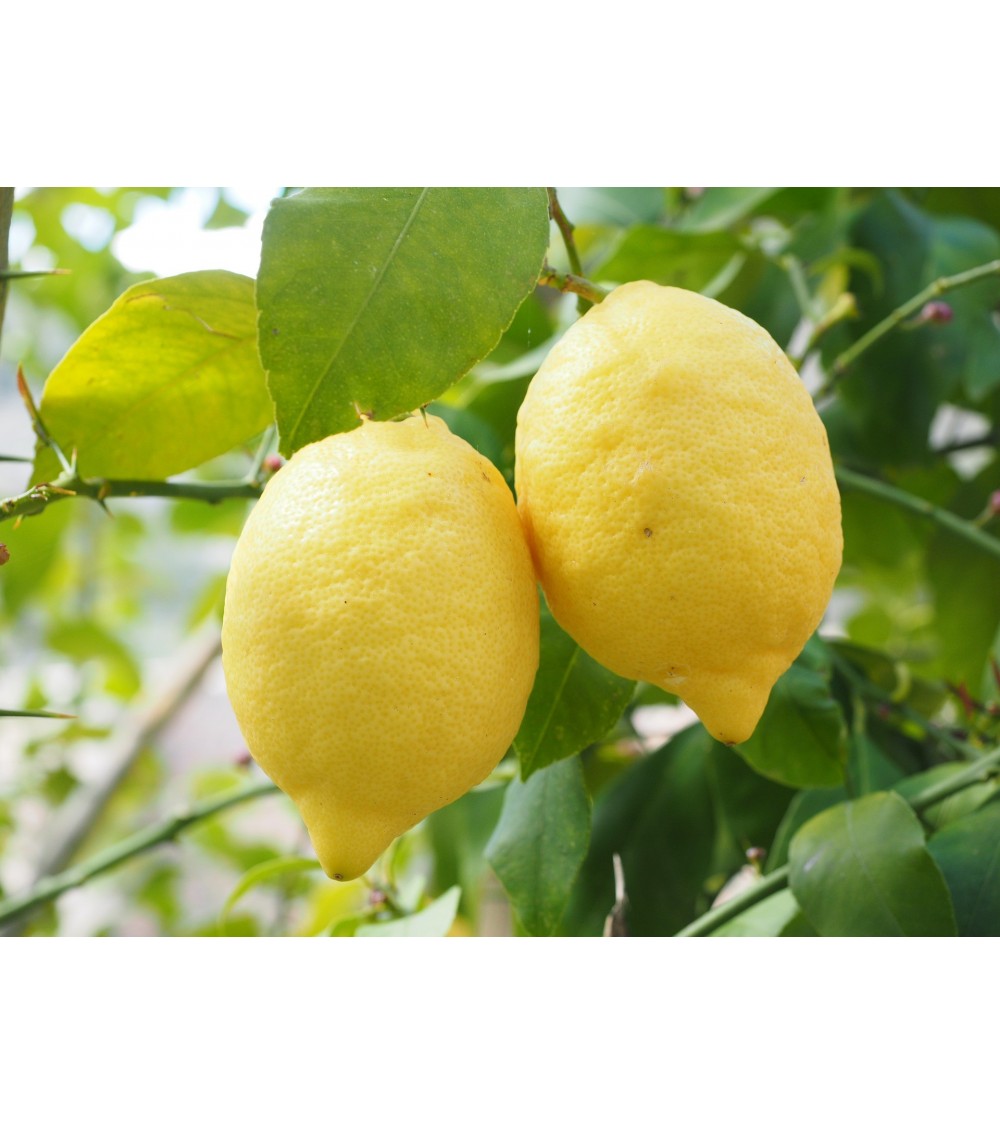 Acheter huile essentielle Citron Bio (Citrus Limonum) d'Espagne