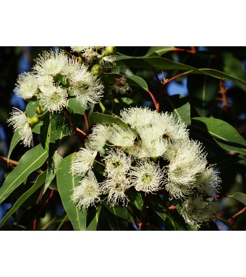 Eucalyptus citronné bio