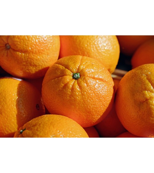 Orange douce bio